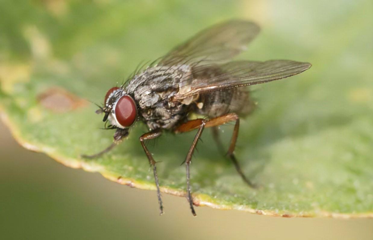 日本掉脑袋机械舞是谁-日本掉脑袋机械舞：艺术界的恐怖分子，颠